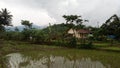 A House on the edge of the rice field in cipondok village on winter session Royalty Free Stock Photo