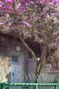 House entry with flowery pink magnolia in the sunlight Royalty Free Stock Photo