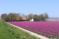 Farm between the tulip fields in the polder, Flevoland, Netherlands
