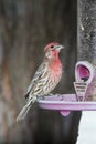 .house-fench bird, sunflower seed,bird feeder,tree