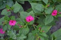 House, field, farm. Green leaves, bushes. Night beauty. Mirabilis jalapa, Perennial herb