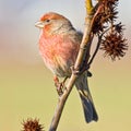 House Finch Royalty Free Stock Photo