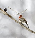 House Finch Royalty Free Stock Photo