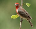 House Finch bird Royalty Free Stock Photo