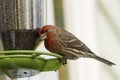 House Finch on Bird Feeder