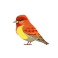 The house finch is a bird in the finch family Fringillidae. Cartoon flat beautiful character of ornithology, vector