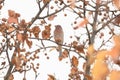 A house finch bird perched on a bracnh with fall colors in the background