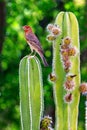 House Finch on Blooming Cactus Royalty Free Stock Photo