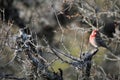 House Finch