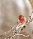 House Finch, Carpodacus mexicanus Royalty Free Stock Photo