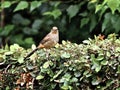 House Finch Carpodacus mexicanus bird