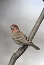 House Finch (Carpodacus mexicanus frontalis)