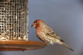 House Finch (Carpodacus mexicanus frontalis)