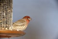 House Finch (Carpodacus mexicanus frontalis) Royalty Free Stock Photo