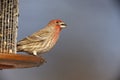 House Finch (Carpodacus mexicanus frontalis) Royalty Free Stock Photo