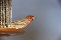 House Finch (Carpodacus mexicanus frontalis) Royalty Free Stock Photo