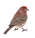 House Finch, Carpodacus mexicanus, isolated Royalty Free Stock Photo