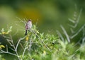 House Finch Carpodacus mexicanus perched in a tree Royalty Free Stock Photo