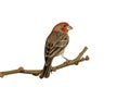 House finch, Carpodacus mexicanus Royalty Free Stock Photo