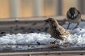 House finch eating seeds off a back yard deck with a sparrow in the background Royalty Free Stock Photo