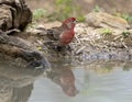 House finch at the edge of a pool in the La Lomita Bird and Wildlife Photography Ranch in Texas. Royalty Free Stock Photo