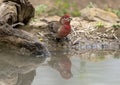 House finch at the edge of a pool in the La Lomita Bird and Wildlife Photography Ranch in Texa. Royalty Free Stock Photo