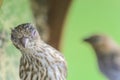 House Finch Eye Disease Royalty Free Stock Photo