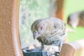 House Finch Eye Disease Royalty Free Stock Photo