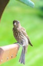 House Finch Eye Disease Royalty Free Stock Photo