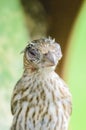 House Finch Eye Disease Royalty Free Stock Photo