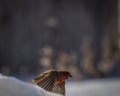 House finch caught in mid-flight over the snow Royalty Free Stock Photo