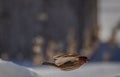 House finch caught in mid-flight over the snow, in a high wing pose. Royalty Free Stock Photo