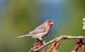 A house finch ` Haemorhous mexicanus `