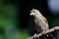 House Finch Having a Bad Hair Day Royalty Free Stock Photo