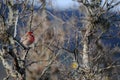 House Finch