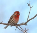 House Finch male Royalty Free Stock Photo