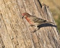 House Finch male feeding on sunflower seed in Dover, Tennessee Royalty Free Stock Photo