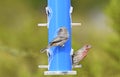 House Finch, male and female feeding at a birdfeeder in New Mexico