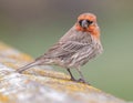 House Finch male perched on pier railing Royalty Free Stock Photo