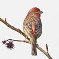 House Finch Male Small Bird Royalty Free Stock Photo