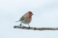 House Finch in snow Royalty Free Stock Photo