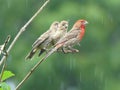 House Finch Male with two Fledglings Perched on a Bare Branch in the Rain Royalty Free Stock Photo