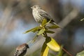 House finch in a shrub in Nathan Hale State Forest Royalty Free Stock Photo