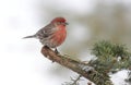 House Finch In Snow