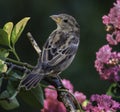 House Finch in Spring Crepe Myrtle