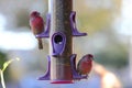 House Finches Royalty Free Stock Photo
