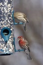 House Finches Royalty Free Stock Photo