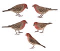 House Finches, Carpodacus mexicanus Royalty Free Stock Photo