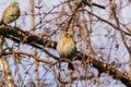 House Finches Haemorhous mexicanus on a birch tree branch, California Royalty Free Stock Photo