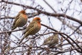 House Finches Haemorhous mexicanus on a birch tree branch, California